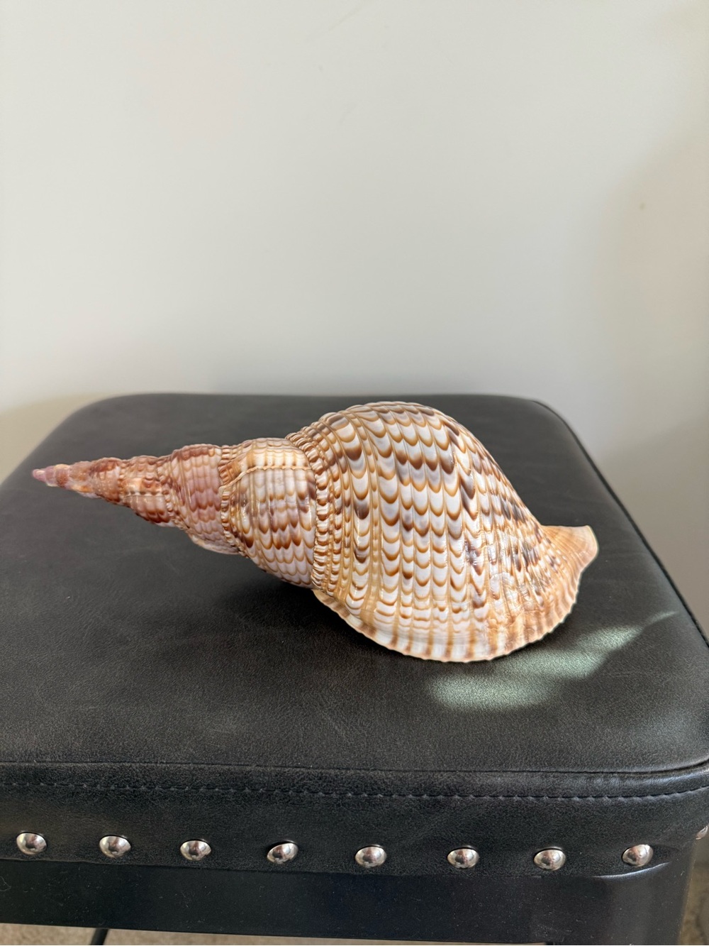 Decorative Conch Shell with Warm Peach and Cream Tones - Picture 2 of 3